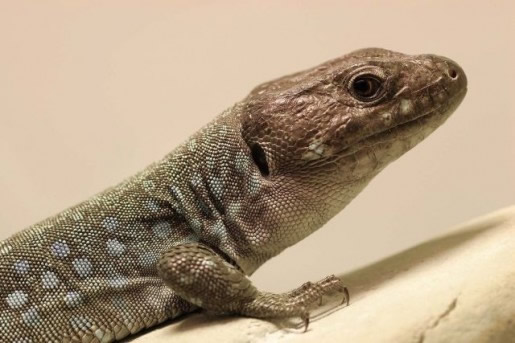 Slika 2. Timon lepidus nevadensis